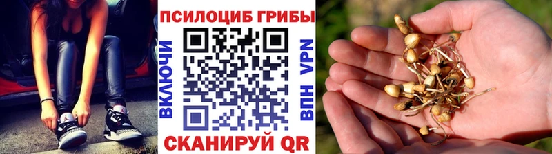 KRAKEN зеркало  Бабушкин  Галлюциногенные грибы прущие грибы 